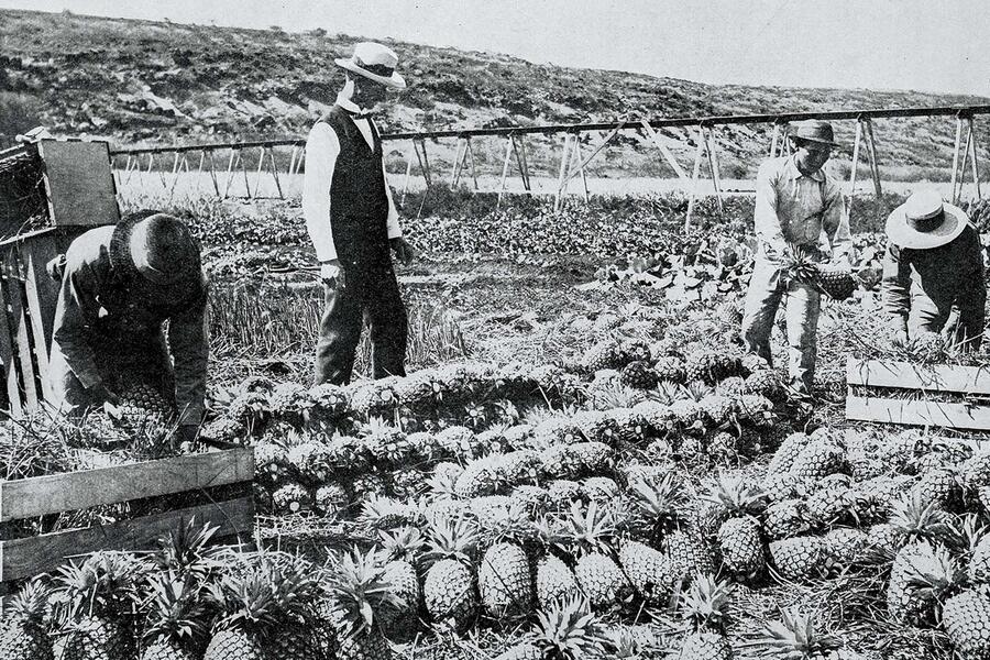 Hawaiian farmers picking pineapples