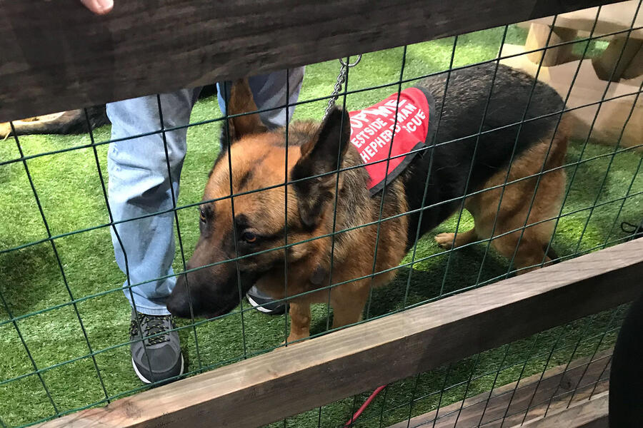 Subaru pet adoption