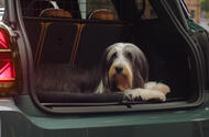 Mini dog 01 Mini dog 01