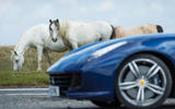 Ferrari horse photo