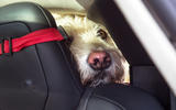 5 tesla dog 2018 4569