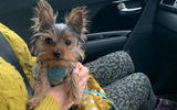 Kia e-Niro to Edinburgh - dog