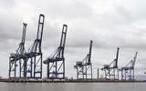 Crane towers