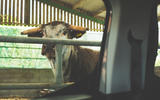 Citroen Berlingo 2019 long-term review - cowshed rear window