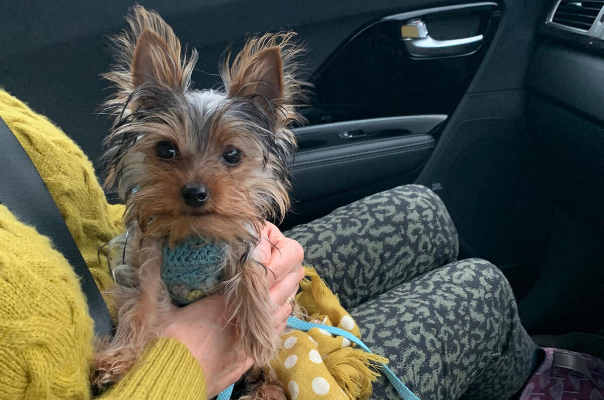 Kia e-Niro to Edinburgh - dog