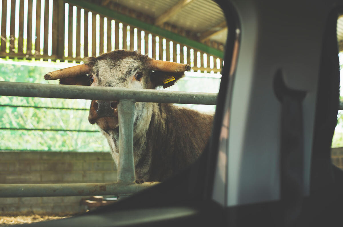 Citroen Berlingo 2019 long-term review - cowshed rear window